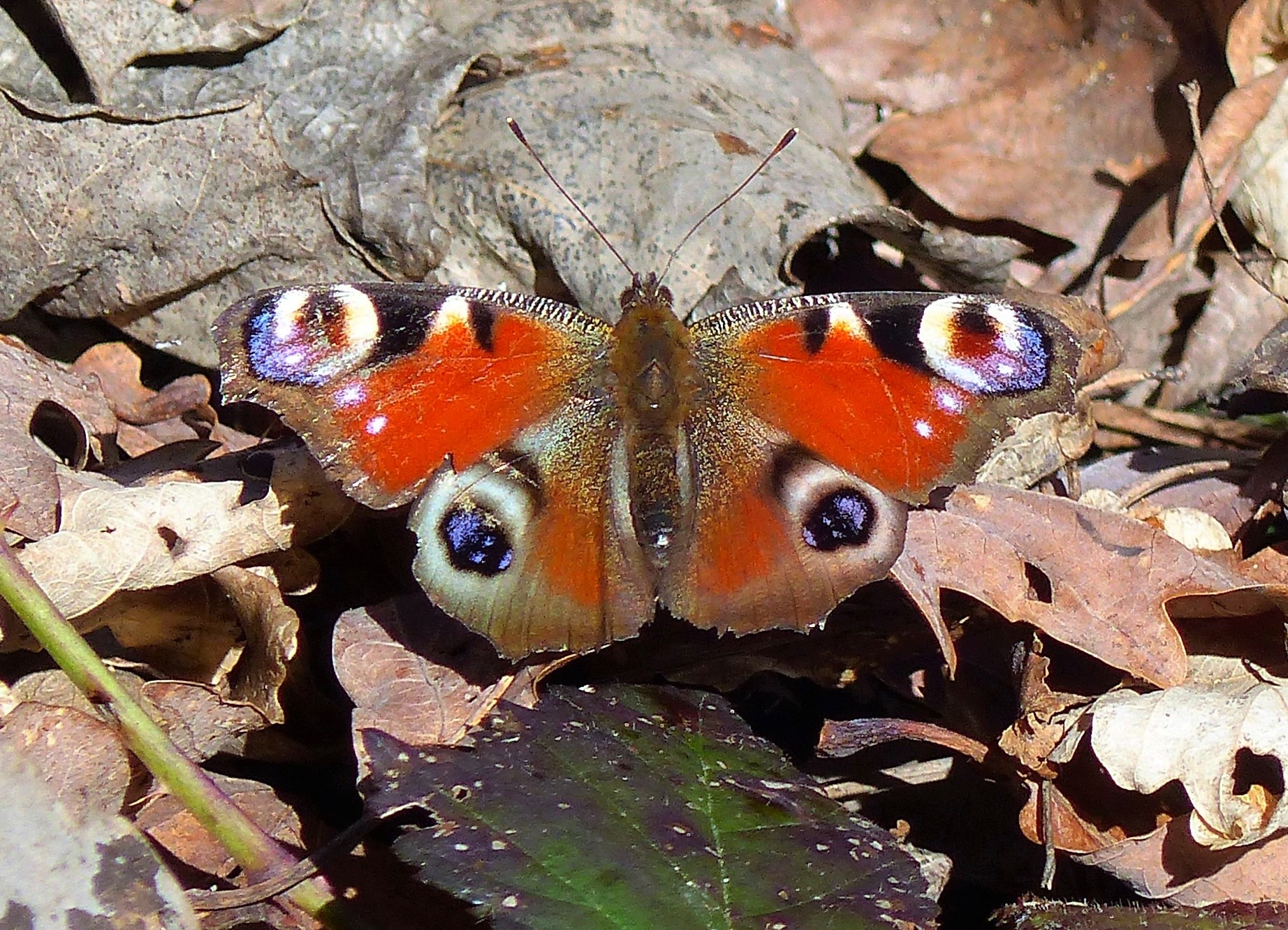 Charly papillon P1030319 TagPfauenAUGE 