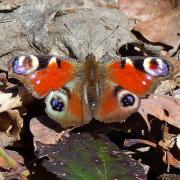 Charly papillon P1030319 TagPfauenAUGE 