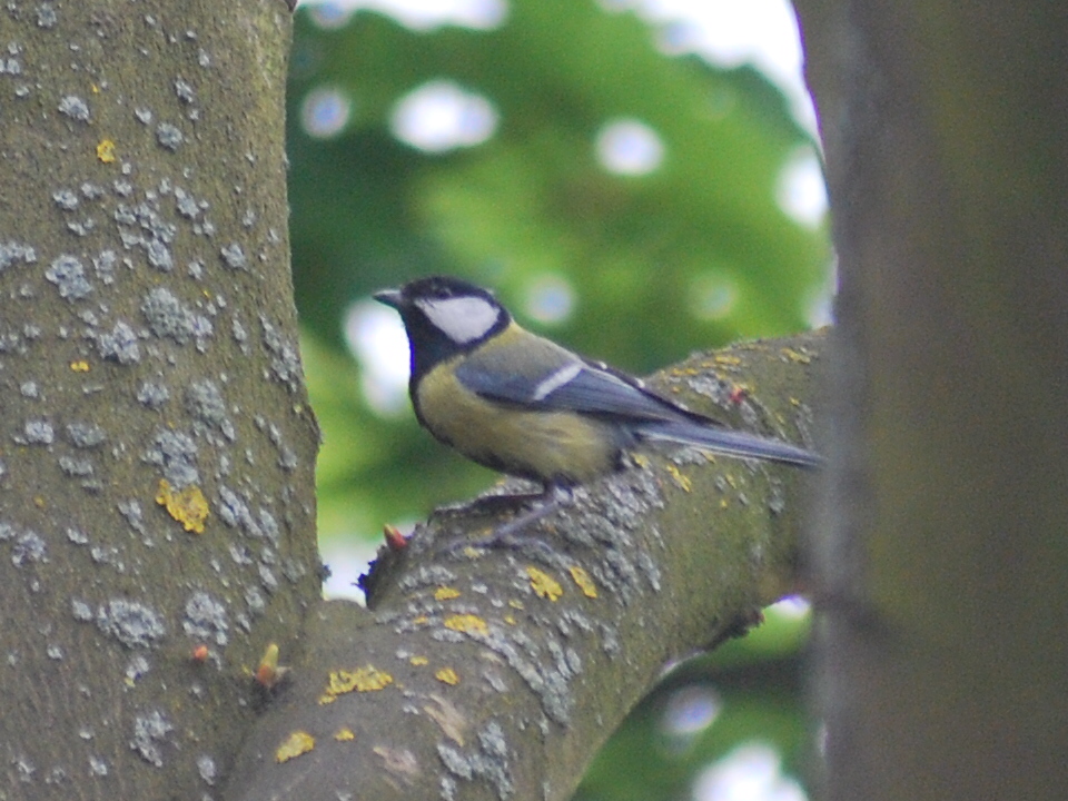 CM 2 2009_076 mésange charbonnière