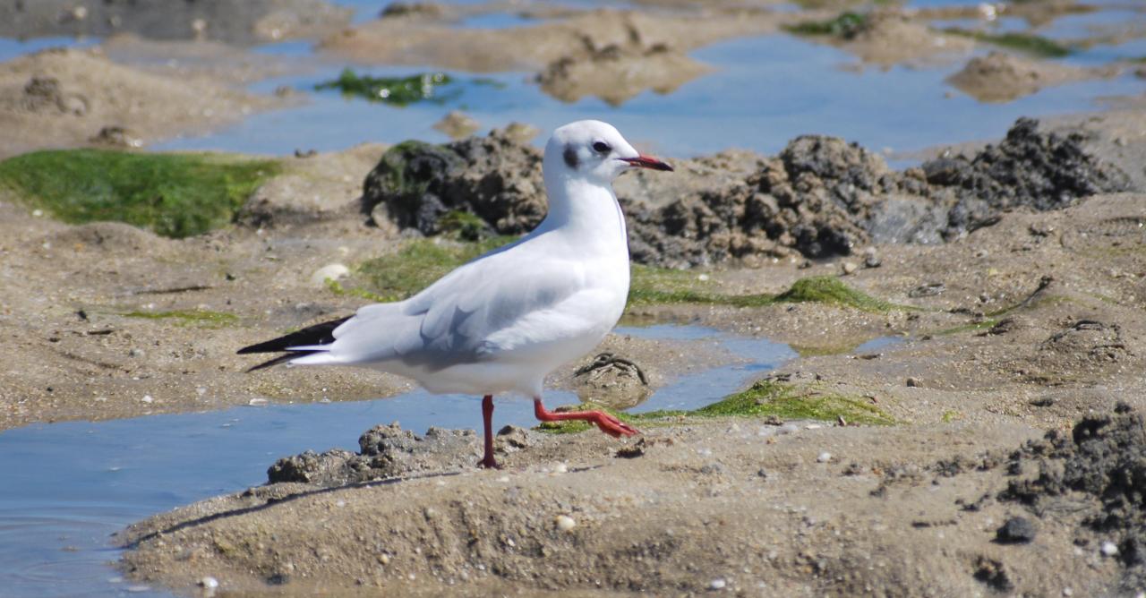 CM 3 2009 _015 R mouette rieuse