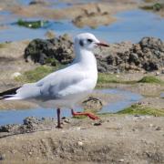 CM 3 2009 _015 R mouette rieuse