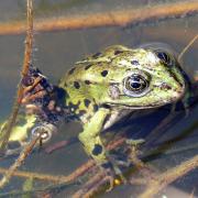 Charly 164 P1040034  Grenouille et larve de phrygane