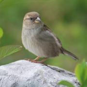 Moineau