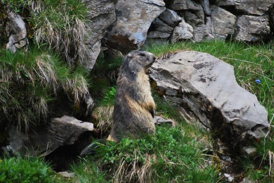 Marmotte