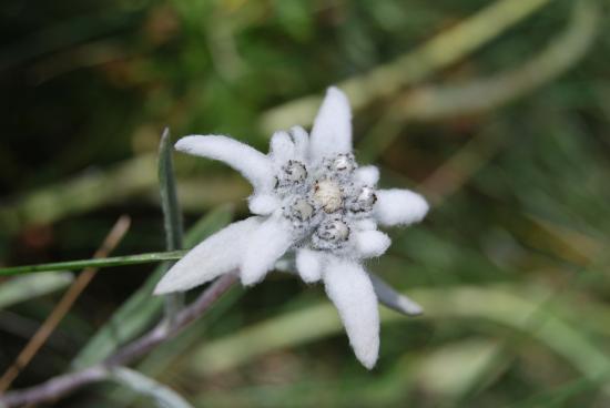 Edelweiss