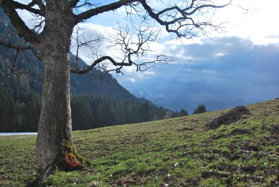 L'arbre