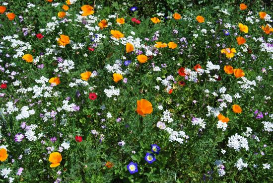 Fleurs