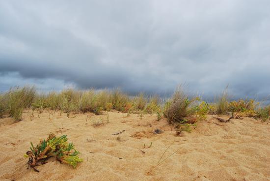 Dune